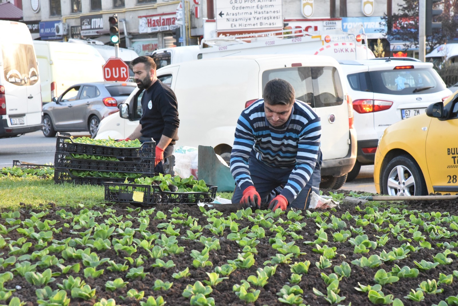 Giresun Mevsimlik Çiçek Dikimiyle Renkleniyor