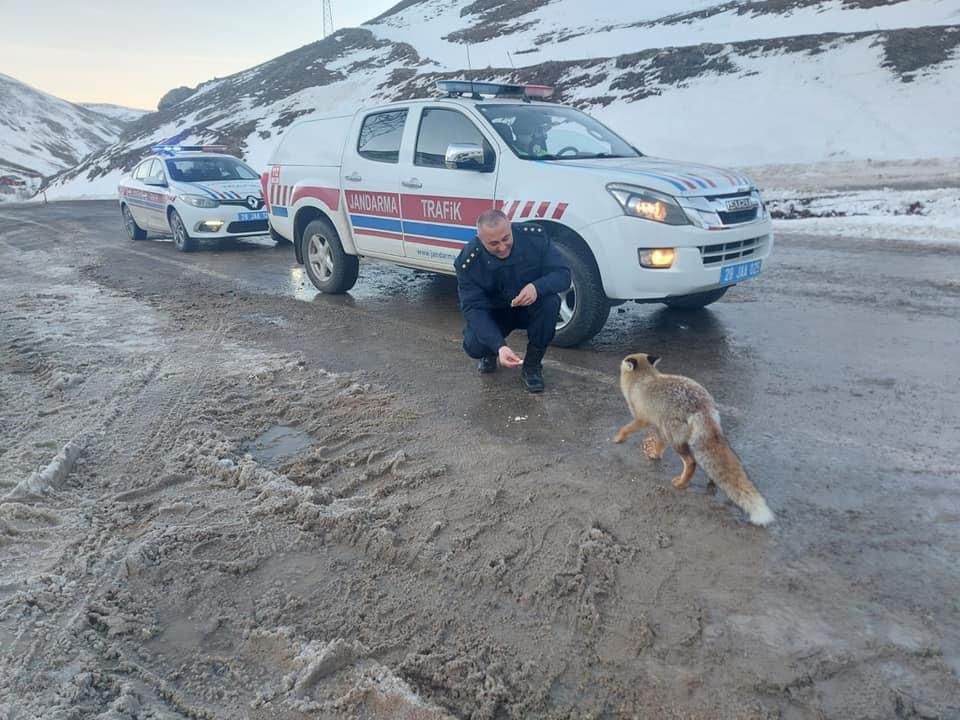 Giresun’da jandarma trafik ekipleri yol kenarında karşılaştıkları aç tilkileri besledi