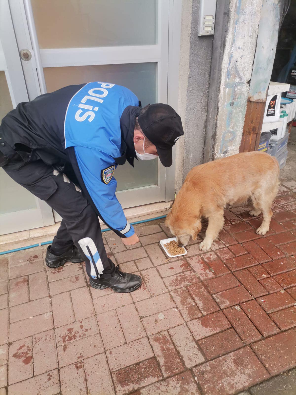 Espiye Kaymakamlığından sokak hayvanlarına mama desteği