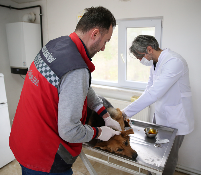 Giresun’daki Barınak Sokak Hayvanlarına Şifa Oluyor