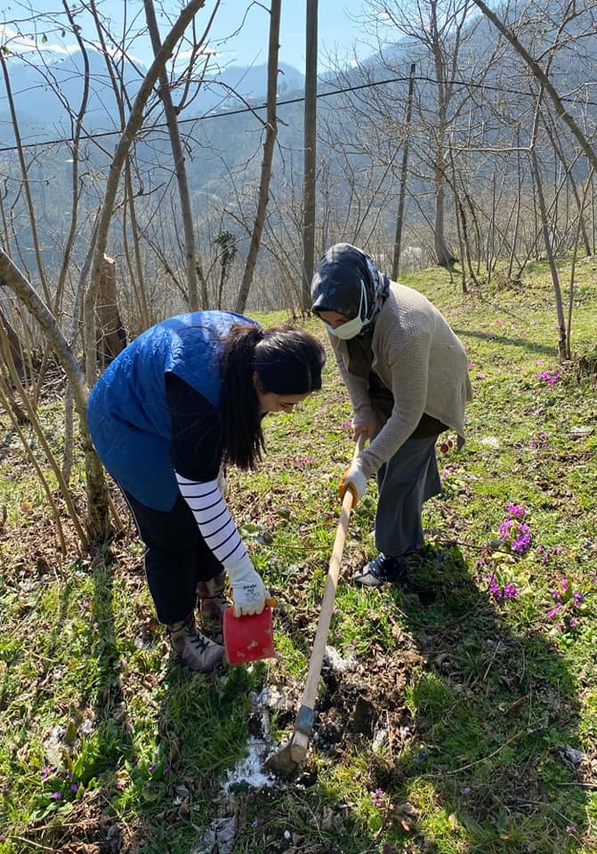 Giresun’da Örnek Fındık Bahçelerinde Gübreleme Uygulaması Yapıldı