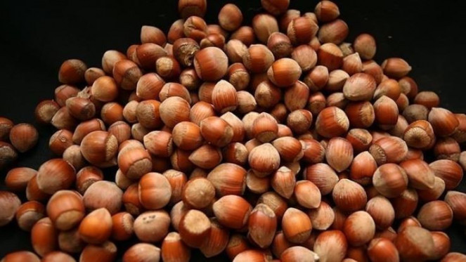 Fındıkta İlk Rekolte Tahmini Yaklaşık 790 Bin Ton