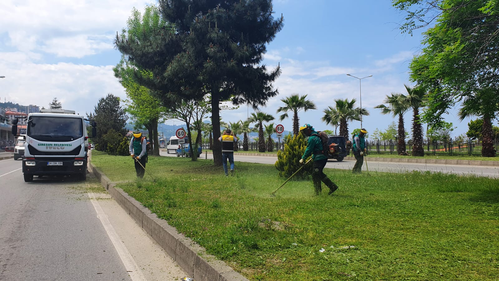 Giresun Sahil Şeridinde Ot Biçme Çalışması