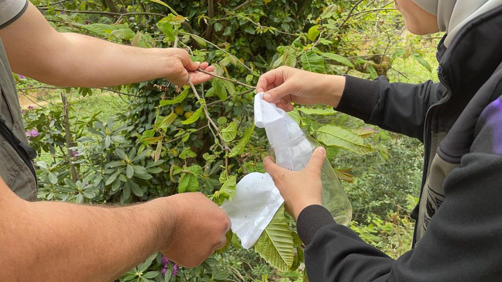 Giresun ve Ordu’nun Bal Ormanlarını Yırtıcı Böcekler Koruyacak