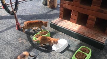 Giresun Belediyesi Hayvan Barınağı Öncü Çalışmalara İmza Atıyor