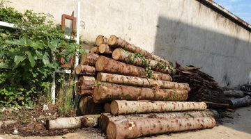 Giresun’da tomruk çalan kişiler tutuklandı