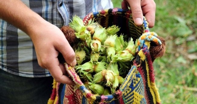 Giresun’da Fındık Hasadı 14 Ağustos’ta Başlayacak