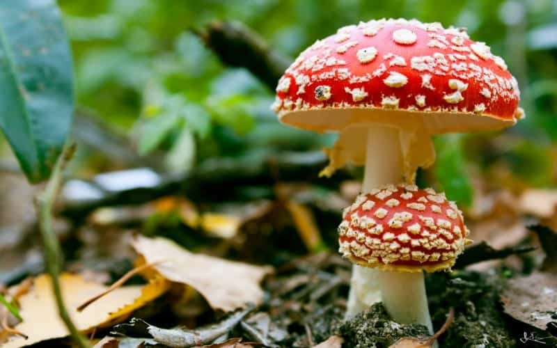 Giresun’da Yedikleri Mantardan Zehirlenen 14 Kişiden 8’i Taburcu Edildi