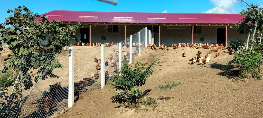 Giresun’da Fındık Altı Yumurta Tavukçuluğu Yaygınlaşıyor