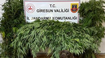 Giresun’da uyuşturucu ticareti yapan kişi tutuklandı