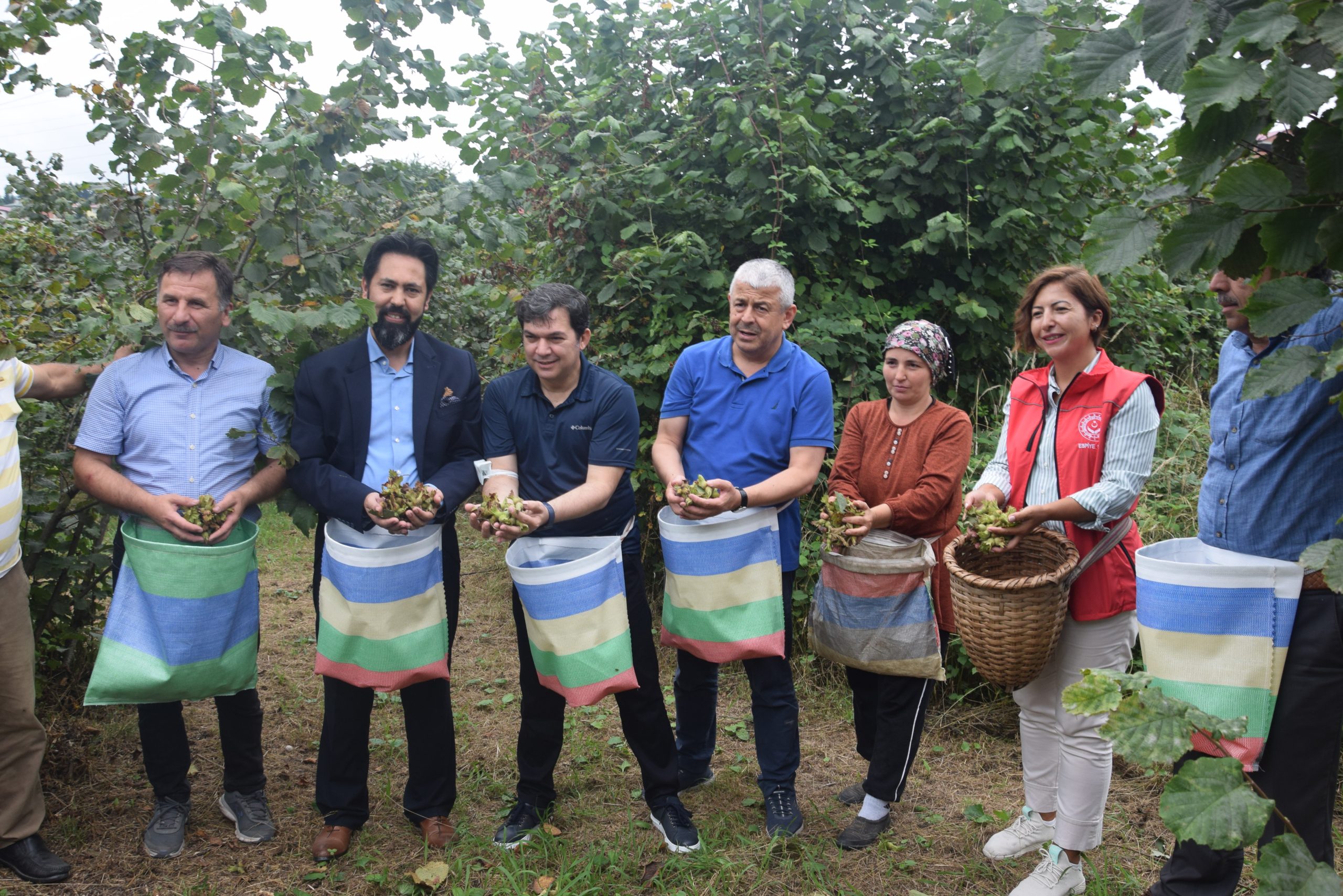 Espiye’de Fındık Hasadına Başlandı