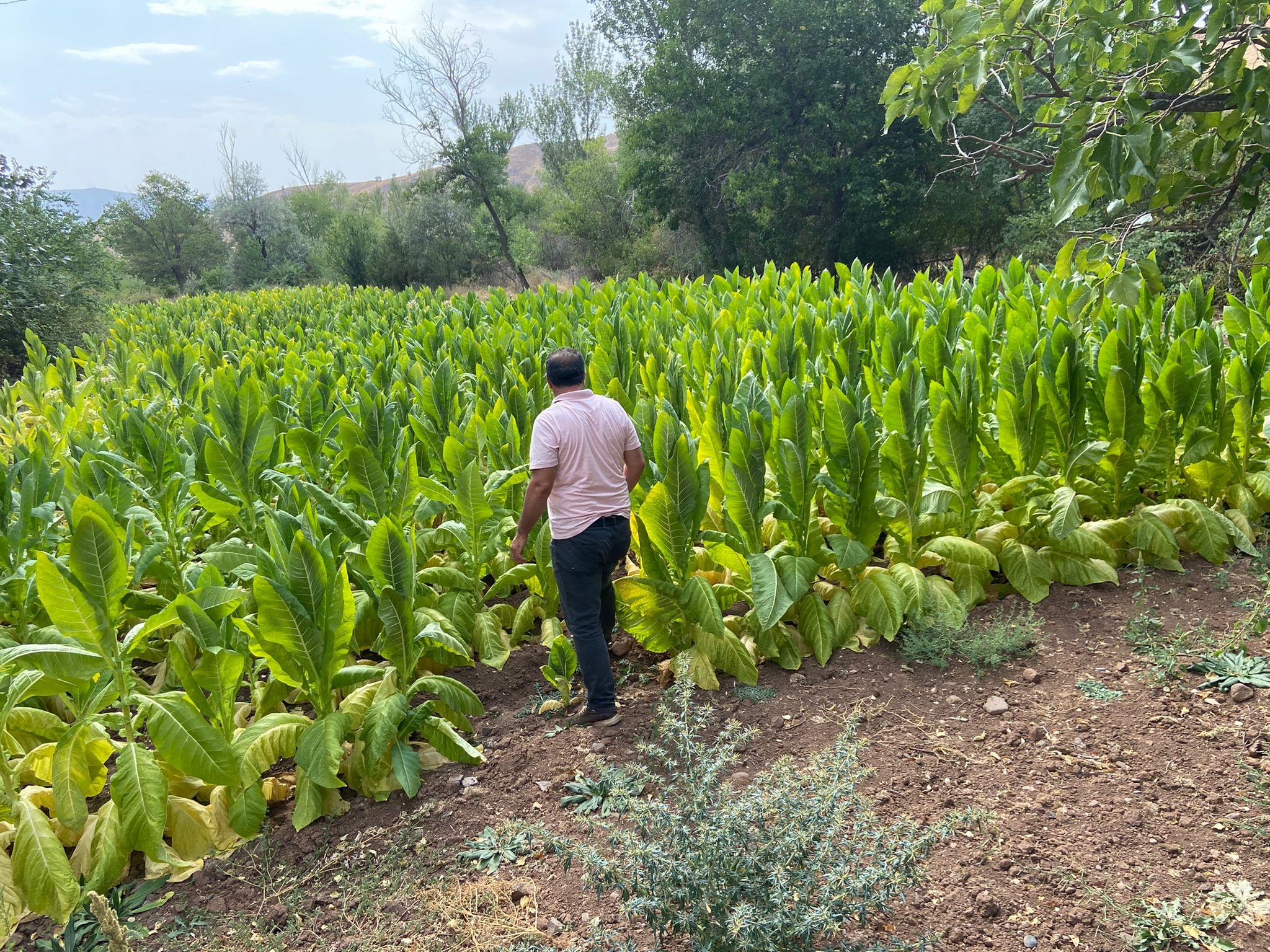 Şebinkarahisar’da Burley Tütününün İlk Hasadı Yapıldı