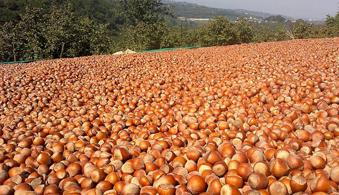 Giresun İl Tarım Müdürlüğü’nden Fındık Üreticilerine Uyarı!
