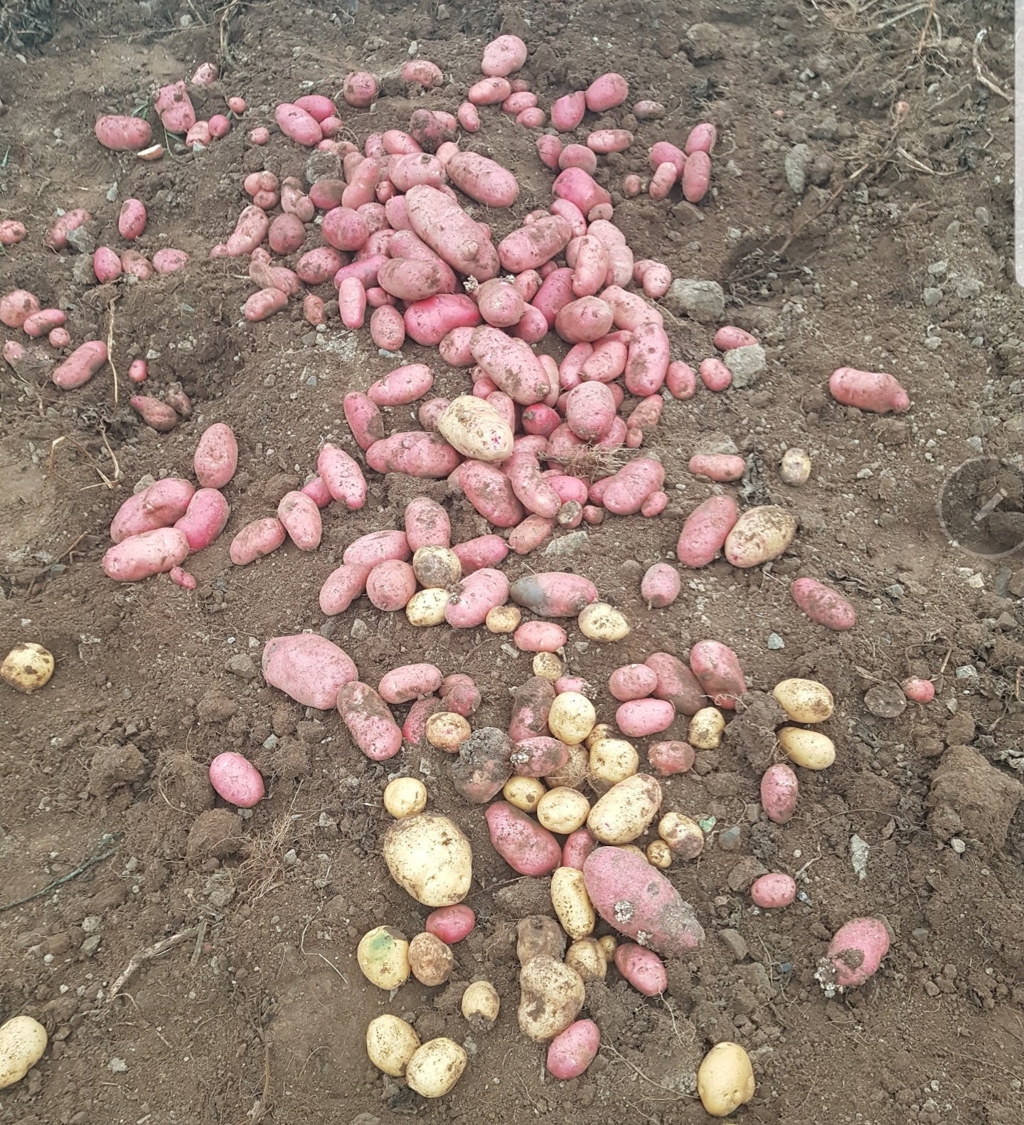 Espiye ve Güce’deki Yaylalarda Patates Hasadı Başladı