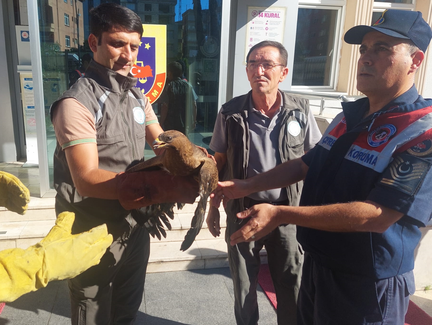 Giresun’da Yaralı Bulunan Şahin ve İbibik Koruma Altına Alındı