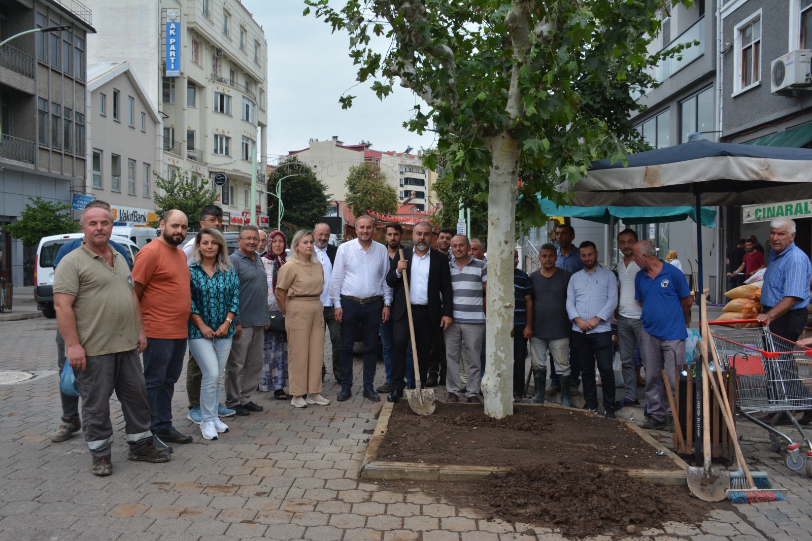 Görele Belediyesi tarafından asırlık çınar ağacının yerine yenisi dikildi