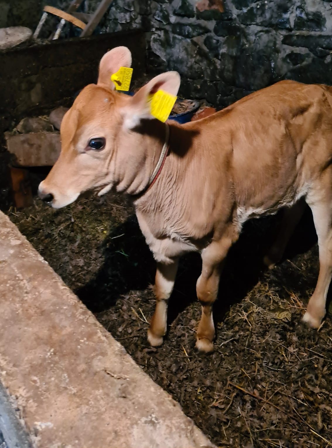 Buzağı Desteklemesi 1. Dönem Müracaatları Başladı