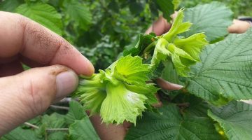 Giresun’da Fındık Üreticileri Bilgilendiriliyor