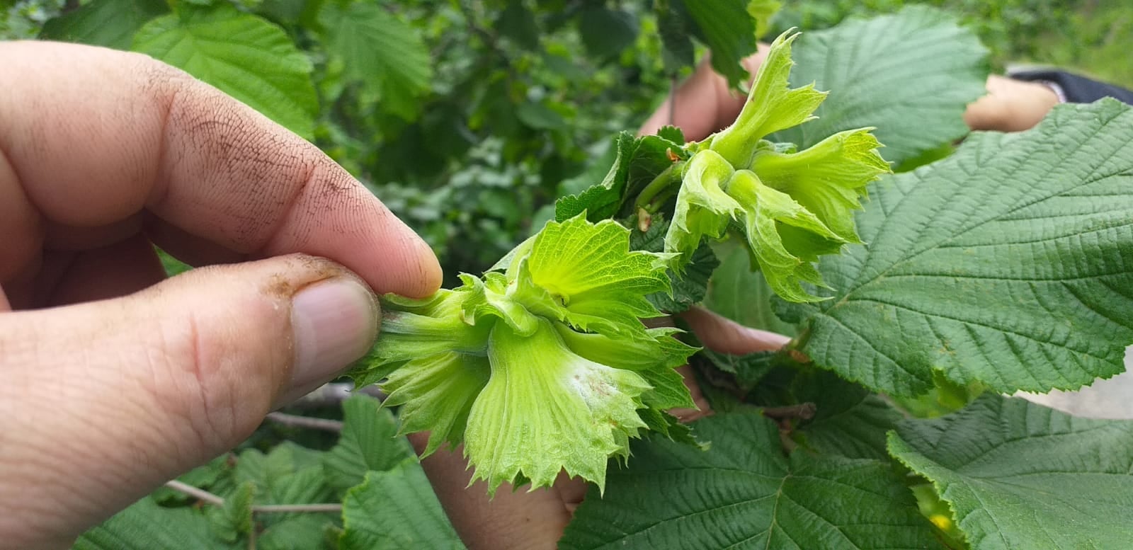 Giresun’da Fındık Üreticileri Bilgilendiriliyor
