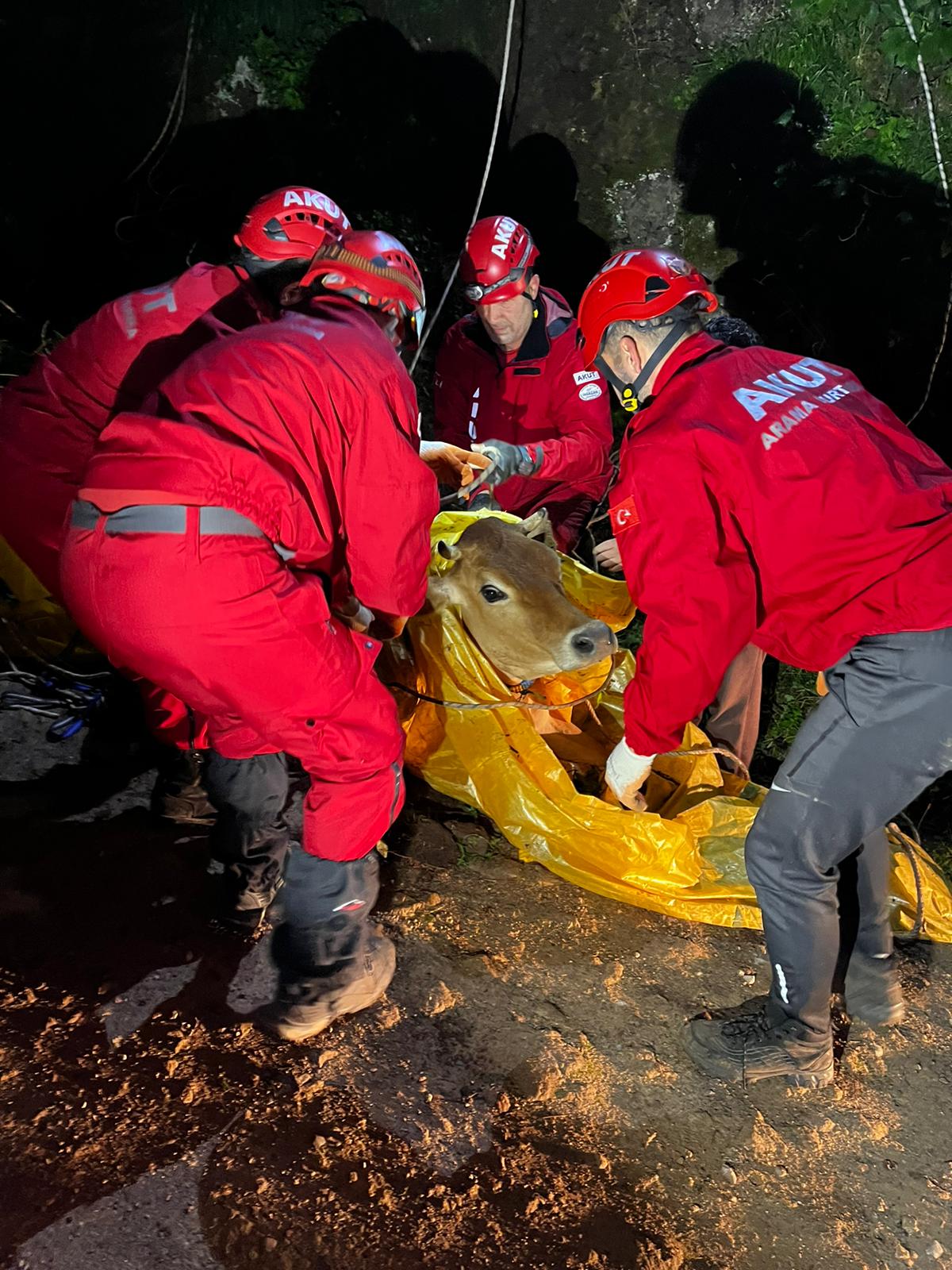 Giresun’da uçuruma düşen inek kurtarıldı