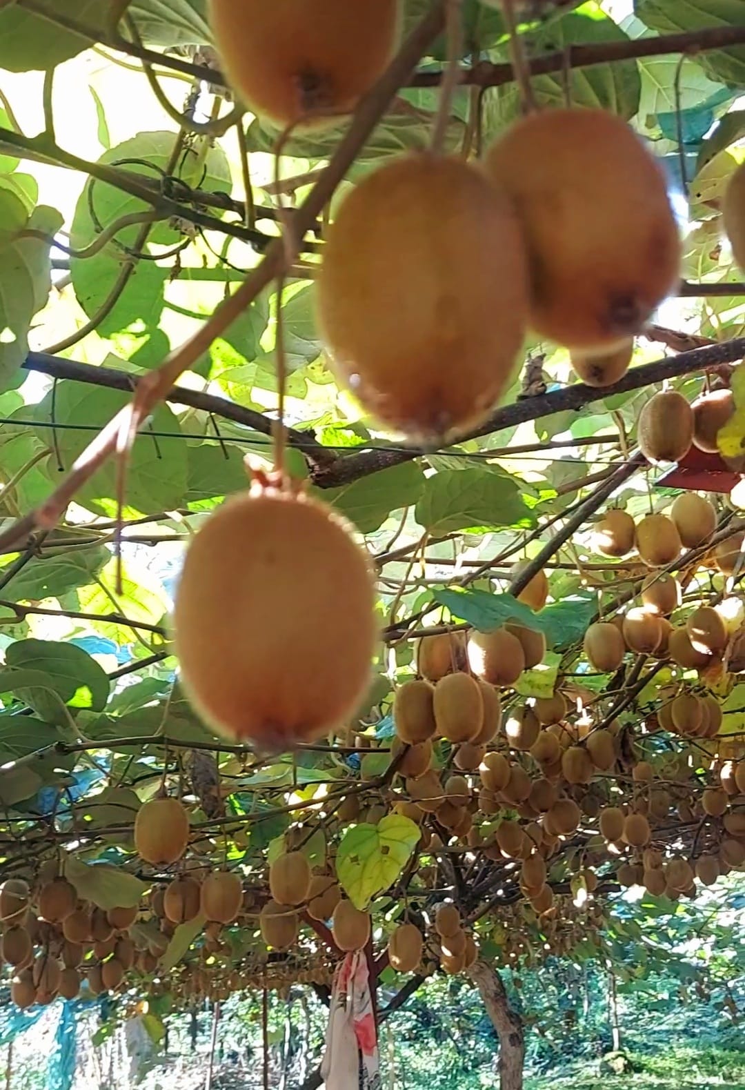 Kivi Meyvesinde Hasat Zamanı Yaklaşıyor