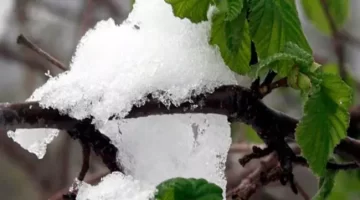 Meteoroloji’den ‘zirai don’ uyarısı!
