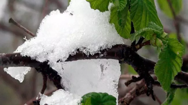 Meteoroloji’den ‘zirai don’ uyarısı!