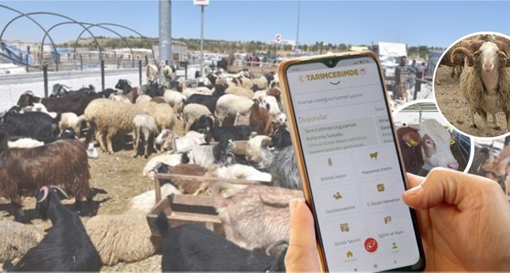 Satışı Yapılan Kurbanlıkların Bilgileri, ‘TARIMCEBİMDE’ Mobil Uygulaması Üzerinden Sorgulanabiliyor