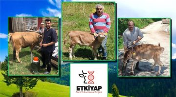 Giresun’da ETKİYAP Projesiyle 6 bin 103 Hayvana Suni Tohumlama Yapıldı