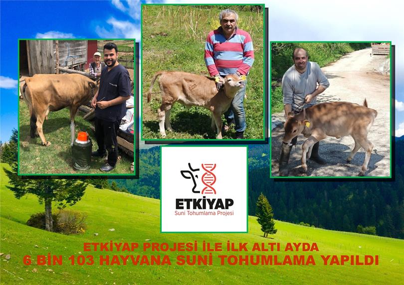 Giresun’da ETKİYAP Projesiyle 6 bin 103 Hayvana Suni Tohumlama Yapıldı