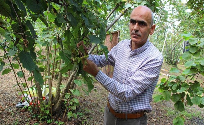 “Fındık Taban Fiyatı Üretici Bahçeye Girmeden Açıklanmalı”