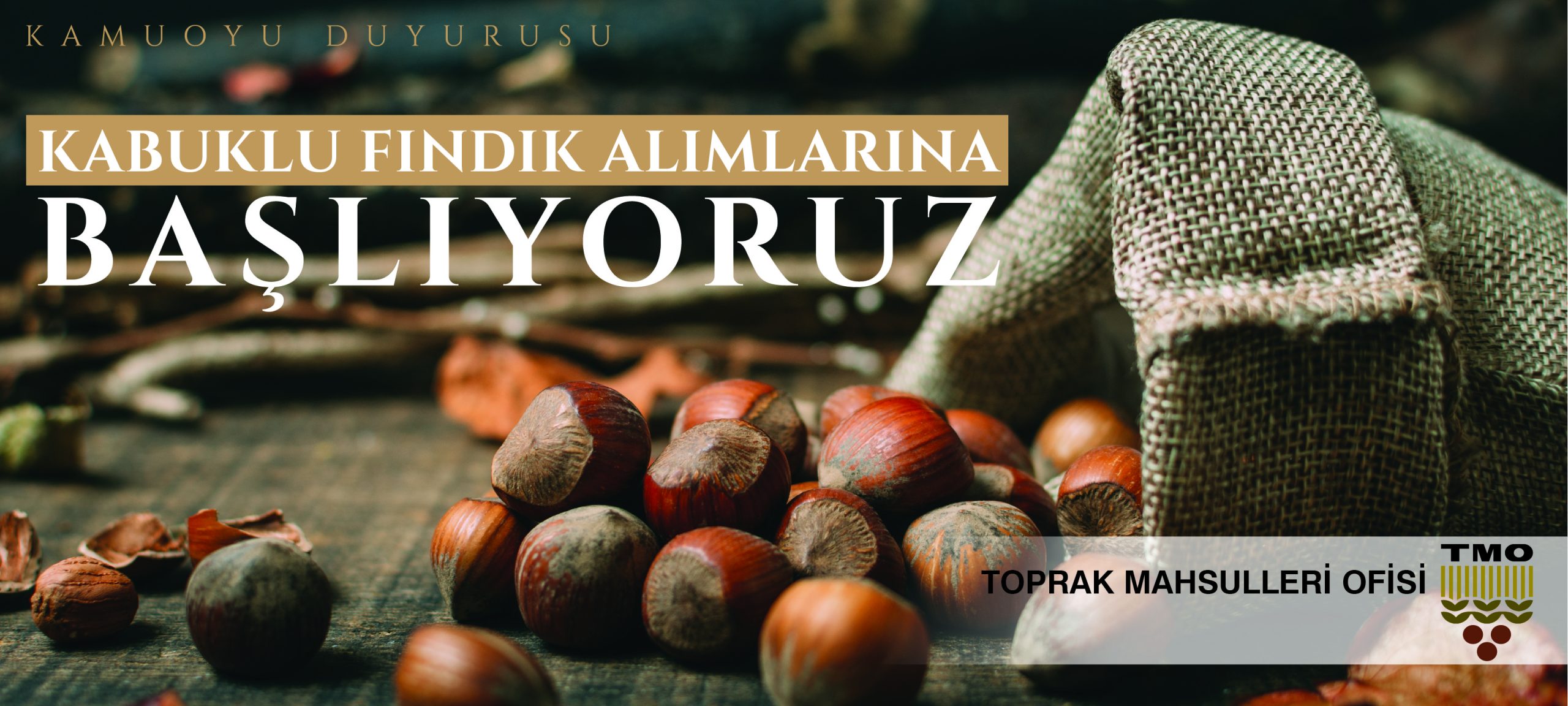 TMO Fındık Alımlarına Başladı
