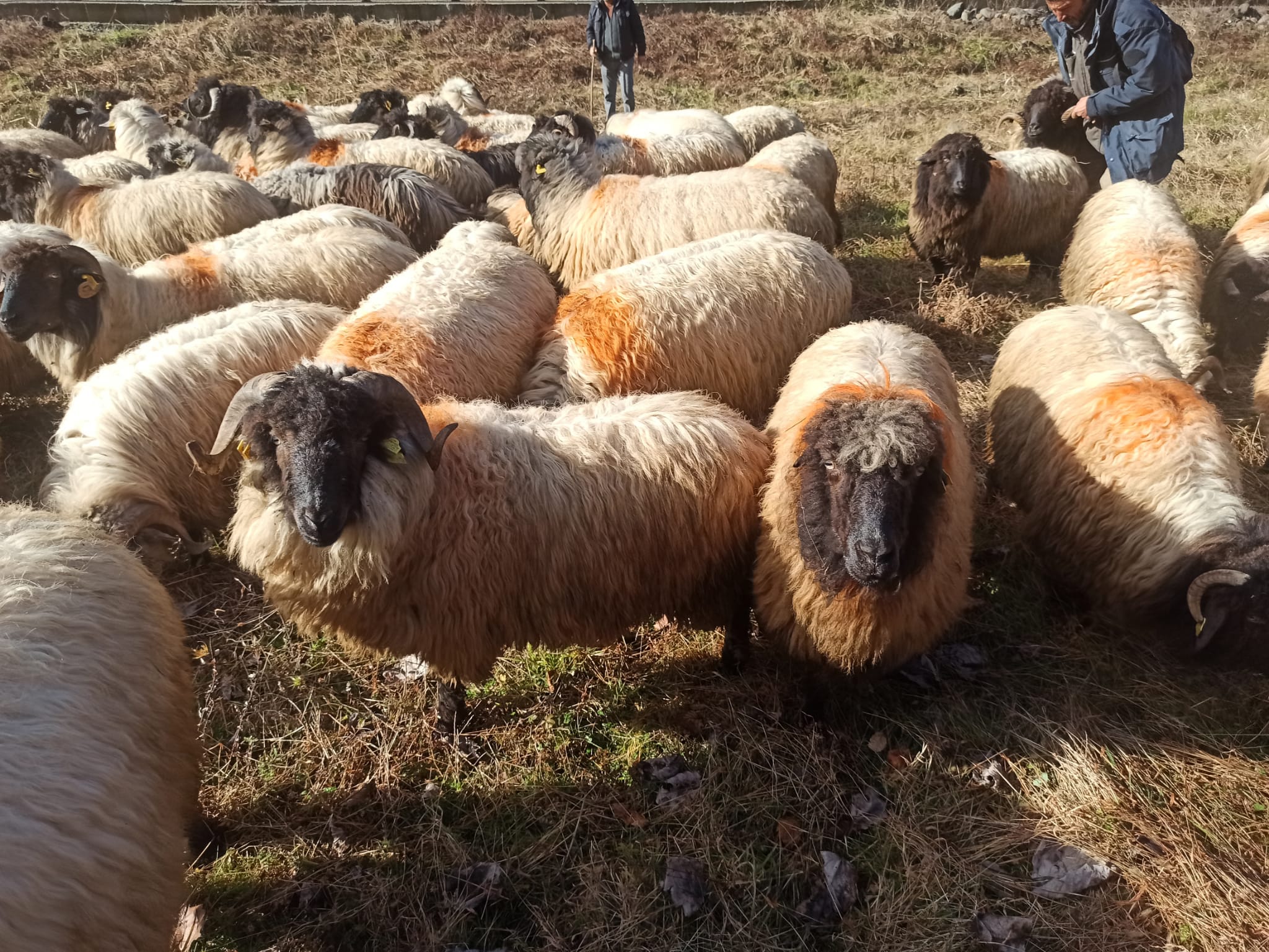 Giresun’da Çepni Koyunu Koruma Altına Alındıv