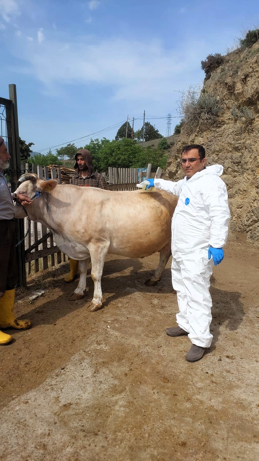 İlimizde kene mücadelesi çalışmaları devam ediyor