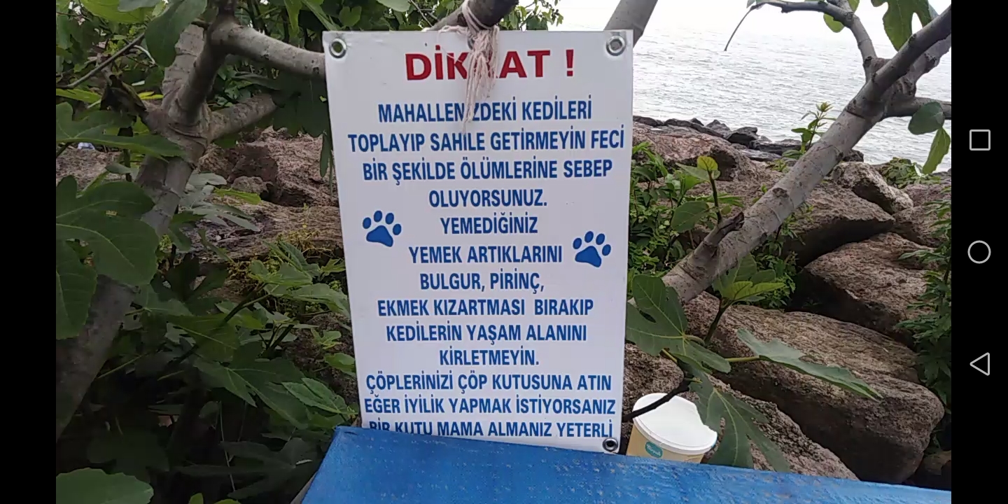 KEDİ EVİNE YEMEK DEĞİL MAMA BIRAKIN LEFHASI ASTILAR!