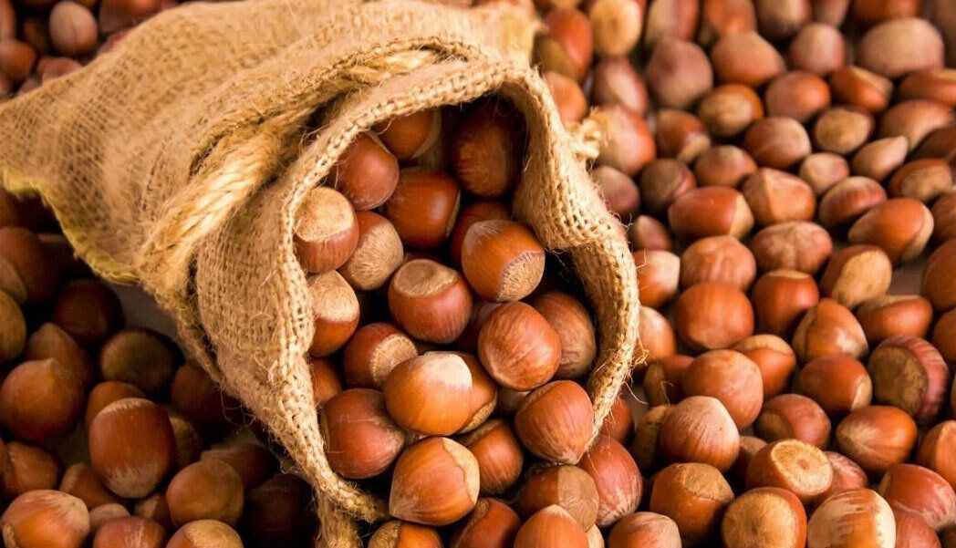 BUGÜN GİRESUN’DA FINDIK FİYATI