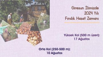 GİRESUN ’DA FINDIK TOPLAMA TARİHLERİ BELLİ OLDU.