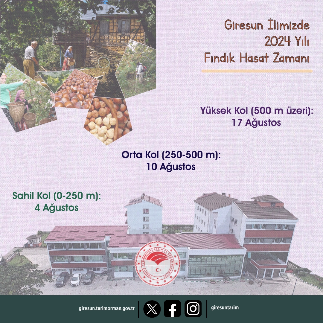 GİRESUN ’DA FINDIK TOPLAMA TARİHLERİ BELLİ OLDU.