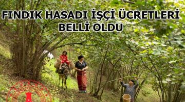 FINDIK HASADINDA ÇALIŞACAK İŞÇİLERE ÖDENECEK ÜCRETLER BELİRLENDİ