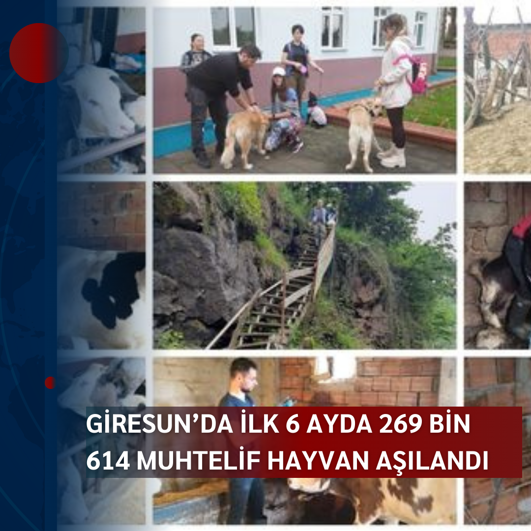 GİRESUN’DA İLK 6 AYDA 269 BİN 614 MUHTELİF HAYVAN AŞILANDI