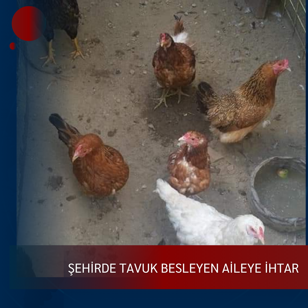 ŞEHİRDE TAVUK BESLEYEN AİLEYE İHTAR