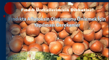 AFLATOKSİN OLUŞUMUNUN ÖNLENMESİ İÇİN FINDIK HASADI VE HARMANDA DİKKAT EDİLECEK HUSUSLAR