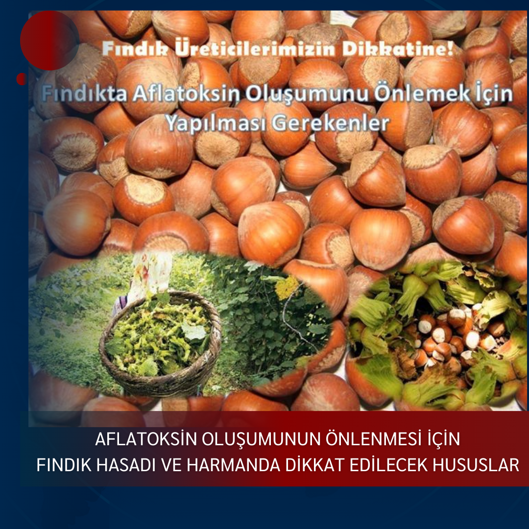 AFLATOKSİN OLUŞUMUNUN ÖNLENMESİ İÇİN FINDIK HASADI VE HARMANDA DİKKAT EDİLECEK HUSUSLAR