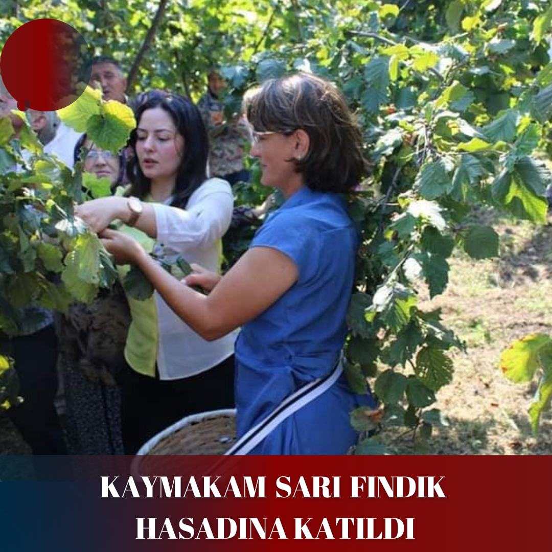 KAYMAKAM SARI FINDIK HASADINA KATILDI