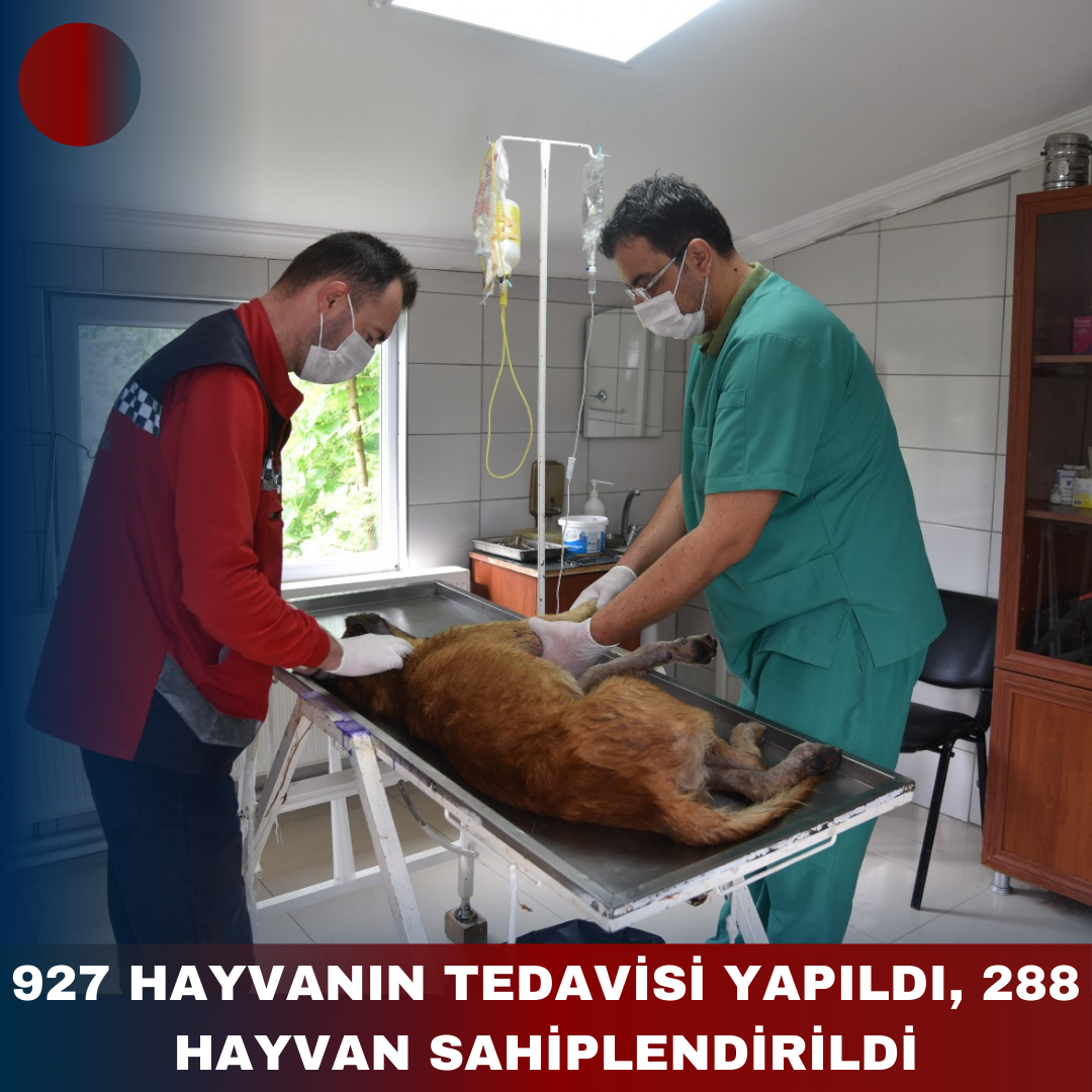 927 HAYVANIN TEDAVİSİ YAPILDI, 288 HAYVAN SAHİPLENDİRİLDİ