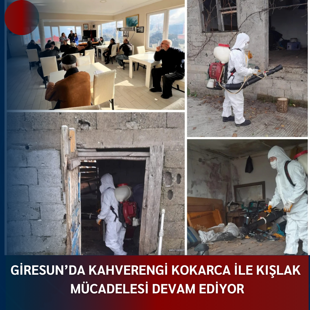 GİRESUN’DA KAHVERENGİ KOKARCA İLE KIŞLAK MÜCADELESİ DEVAM EDİYOR