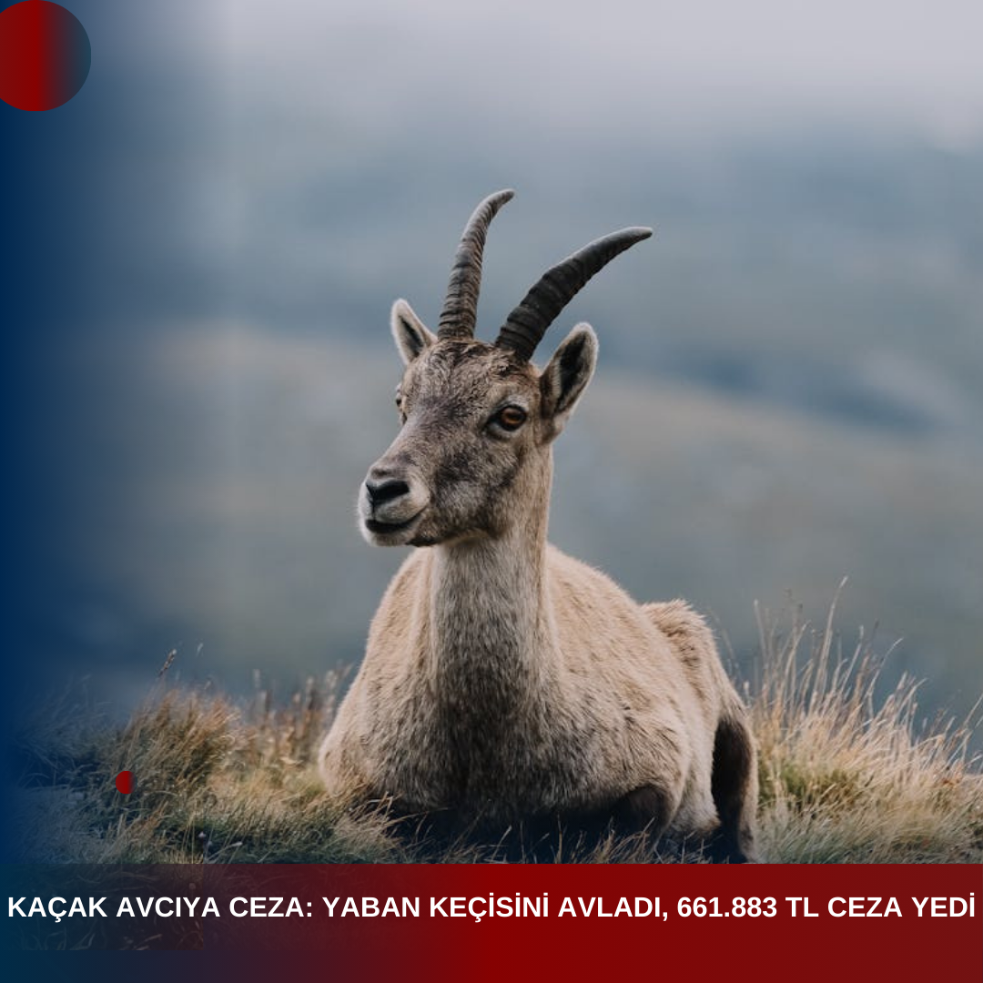 KAÇAK AVCIYA CEZA: YABAN KEÇİSİNİ AVLADI, 661.883 TL CEZA YEDİ