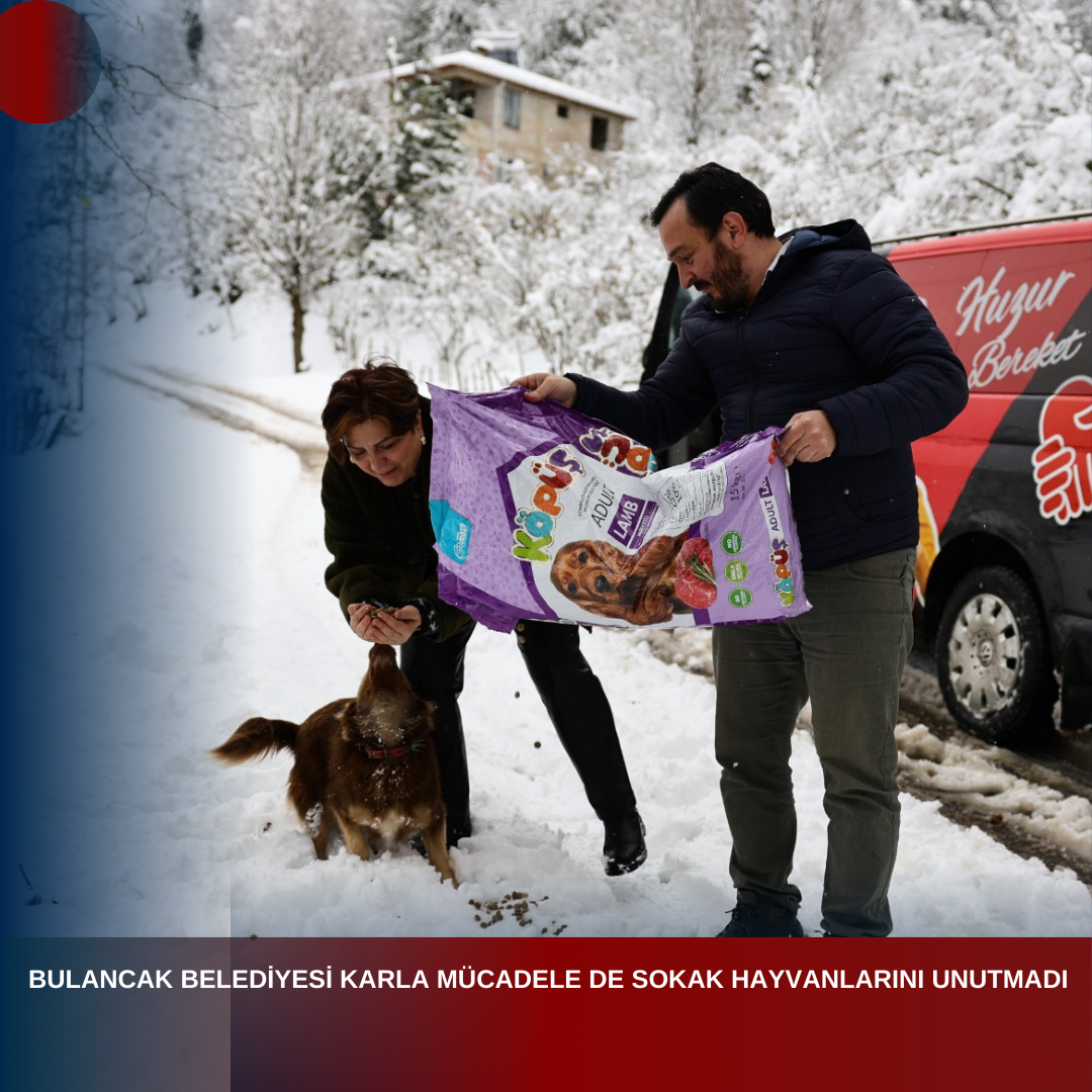 BULANCAK BELEDİYESİ KARLA MÜCADELE DE SOKAK HAYVANLARINI UNUTMADI