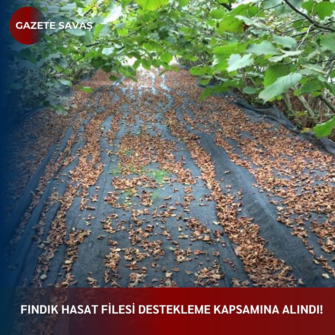 FINDIK HASAT FİLESİ DESTEKLEME KAPSAMINA ALINDI!