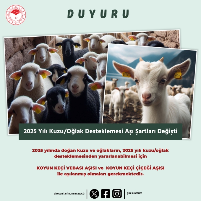 2025 YILI KUZU/OĞLAK DESTEKLEMESİ AŞI ŞARTLARI DEĞİŞTİ